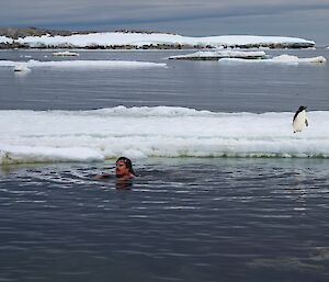 One of the swimmers returning to shore, being watched by a penguin standing on some sea ice in the middle ground