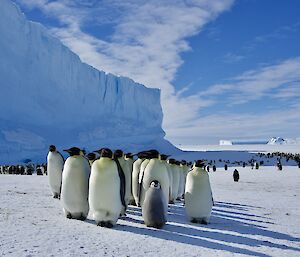 Emperor penguins with chicks at Auster Rookery, which is located on sea-ice and sheltered by grounded icebergs