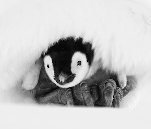 A tiny emperor penguin chick on the feet of a parent peeking out from beneath feathers