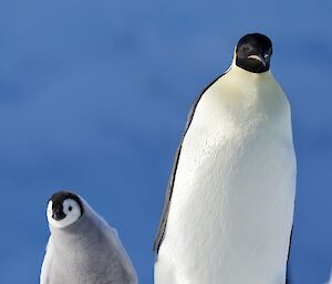 Emperor penguins, adult and chick looking inquisitively at the photographer