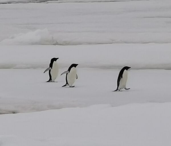three penguins on the ice