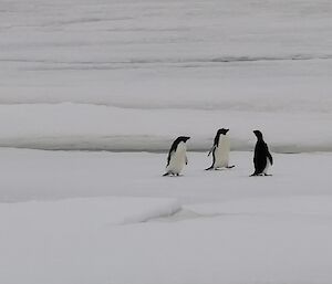 three penguins on the ice one turned to look at the others