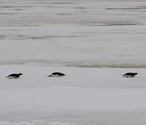 three penguins on the ice on their bellies