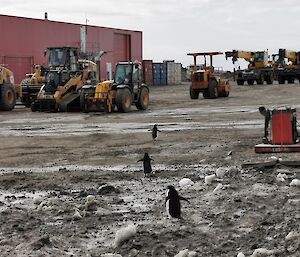 three penguins walking around Davis Station around plant equipment