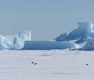 three penguins on the ice with iceburgs in the background