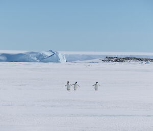 three penguins on the ice with iceburgs in the background