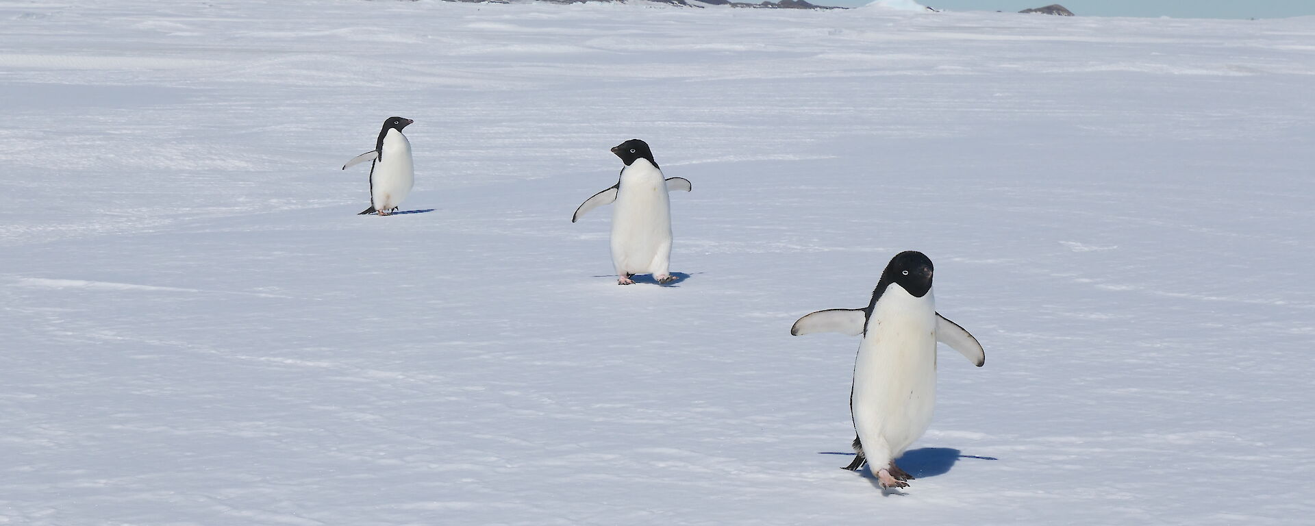 three penguins on the ice