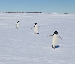 three penguins on the ice