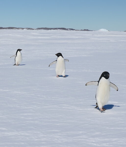 three penguins on the ice