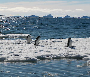 three penguins on the ice amongst open water and iceburgs