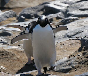 three penguins walking amongst the rocks