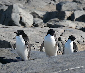 three penguins walking amongst the rocks