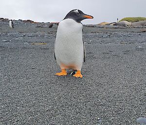 A penguin on the beach