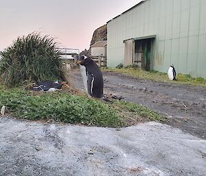 Penguins around station buildings