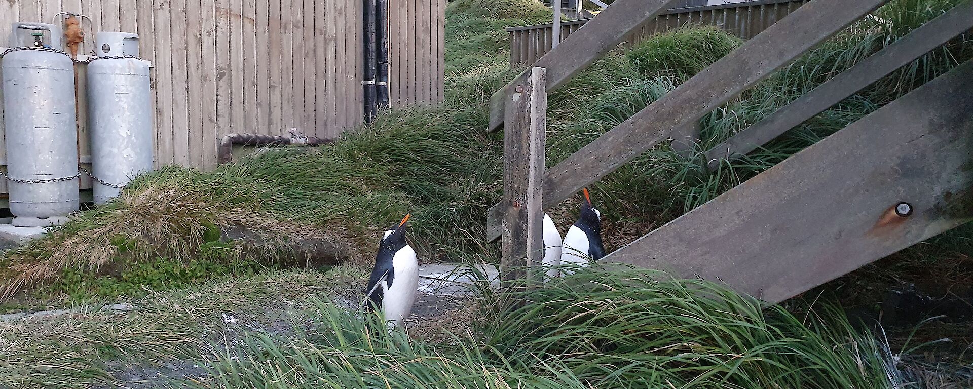 Three penguins amongst station buildings and grass