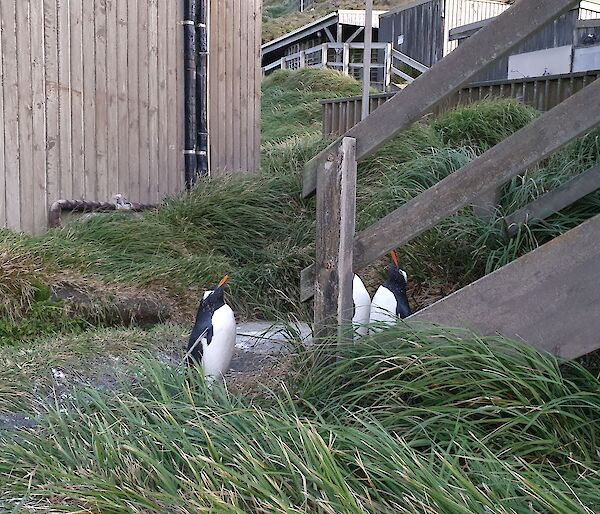Three penguins amongst station buildings and grass