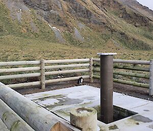 A penguin inside a fenced area of equipment