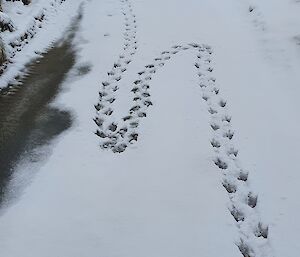 Penguin tracks through the snow