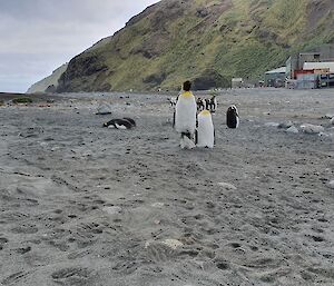 Large penguins on the beach