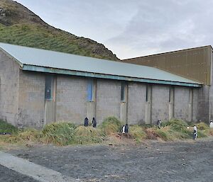 A group of penguins surrounding a building