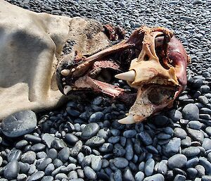 The carcass of a seal lies on a rocky beach