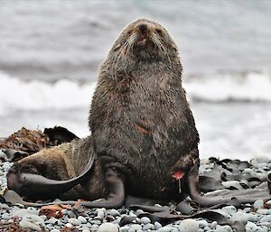 A fur seal sits at the water line