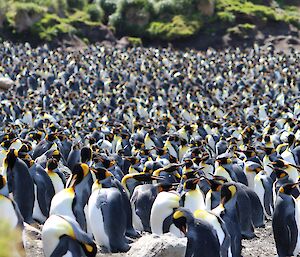 A large colony of King penguins fills the beach