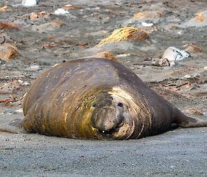 A large elephant seal lies on the black sand