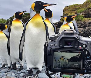 A group of King penguins stand in front of a visible camera