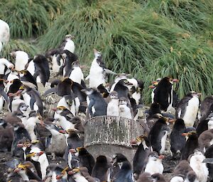 A large group of moulting penguins huddle near the grassy tussocks