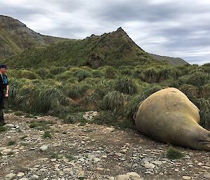 A man stands near a large elephant seal