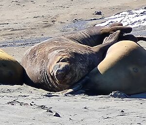 Three elephant seals laze on the beach