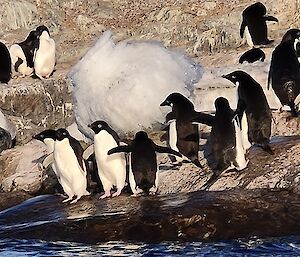 A group of penguins on rocks near the water