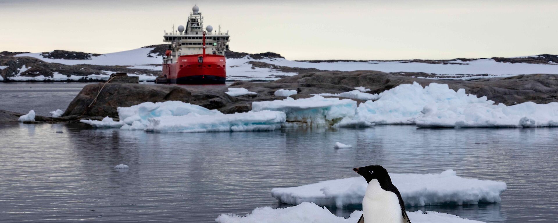 A penguin sits on an ice flow in front of a large red ship