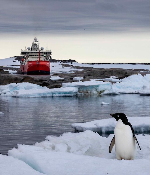 A penguin sits on an ice flow in front of a large red ship