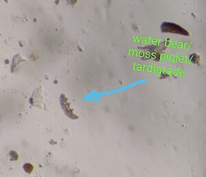 A photo taken through a microscope lens, showing flecks of miscellaneous matter around an organism that looks like a small grub or caterpillar. An arrow has been drawn on this photo, pointing to the microorganism and labelling it as a "water bear/moss piglet/tardigrade"