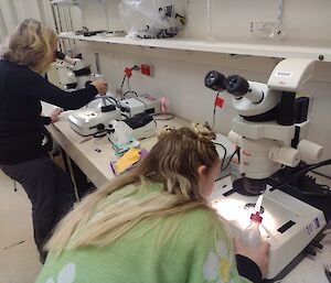 Two scientists at a laboratory workbench, examining moss samples on slides under microscopes