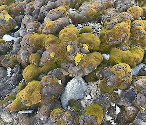 A close-up picture of an abundant growth of moss on rocky ground. The moss ranges in colour from black, to grey-brown, to warm golden-green, with small patches of almost-fluorescent yellow