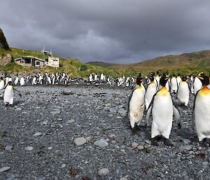King penguins at Green Gorge stand on the grey pebble beach