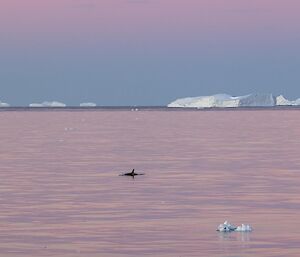 The tail of an orca is visible during a pink sunset with icebergs in the distance