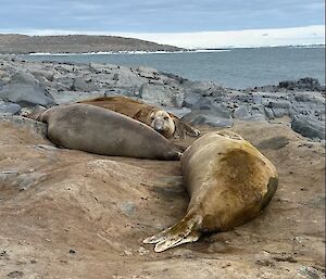 3 elephant seals amongst rocks overlooking the bay