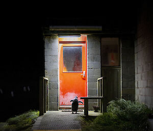 In the dark a penguin stands at the orange door of a building
