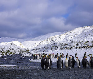 A group of penguins stands on grey sand in front of snow covered hills