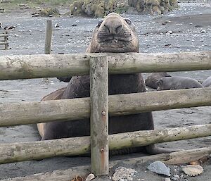 An elephant seal rests it large head on the top row of a wooden fence