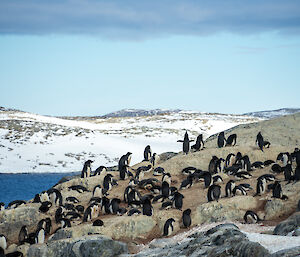 A large colony of Adélie penguins on a rocky slope in the foreground. Water and a distant, snowy shoreline can be seen in the background, suggesting that the penguins' rocky home is the corner of an island