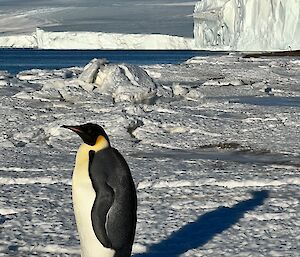 Emperor penguin is at front of picture standing on sea ice with large ice cliffs behind