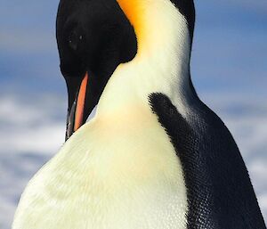 Close up of Emperor penguin, showing from chest upwards. Penguin is preening chest. Shows bright yellow/orange colouring on neck and pale gold on chest feathers.