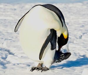 Emperor penguin, standing on sea ice, bends backwards to itch tail feathers