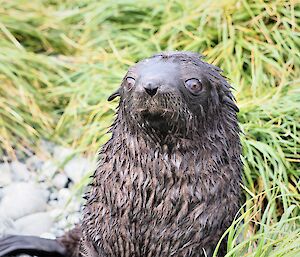 A wet seal pup is surrounded by green grass