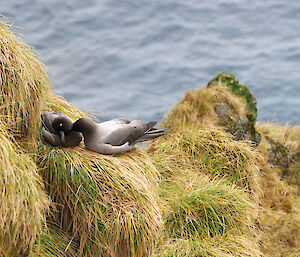 Two grey petrels sit on a grassy tussock near the ocean